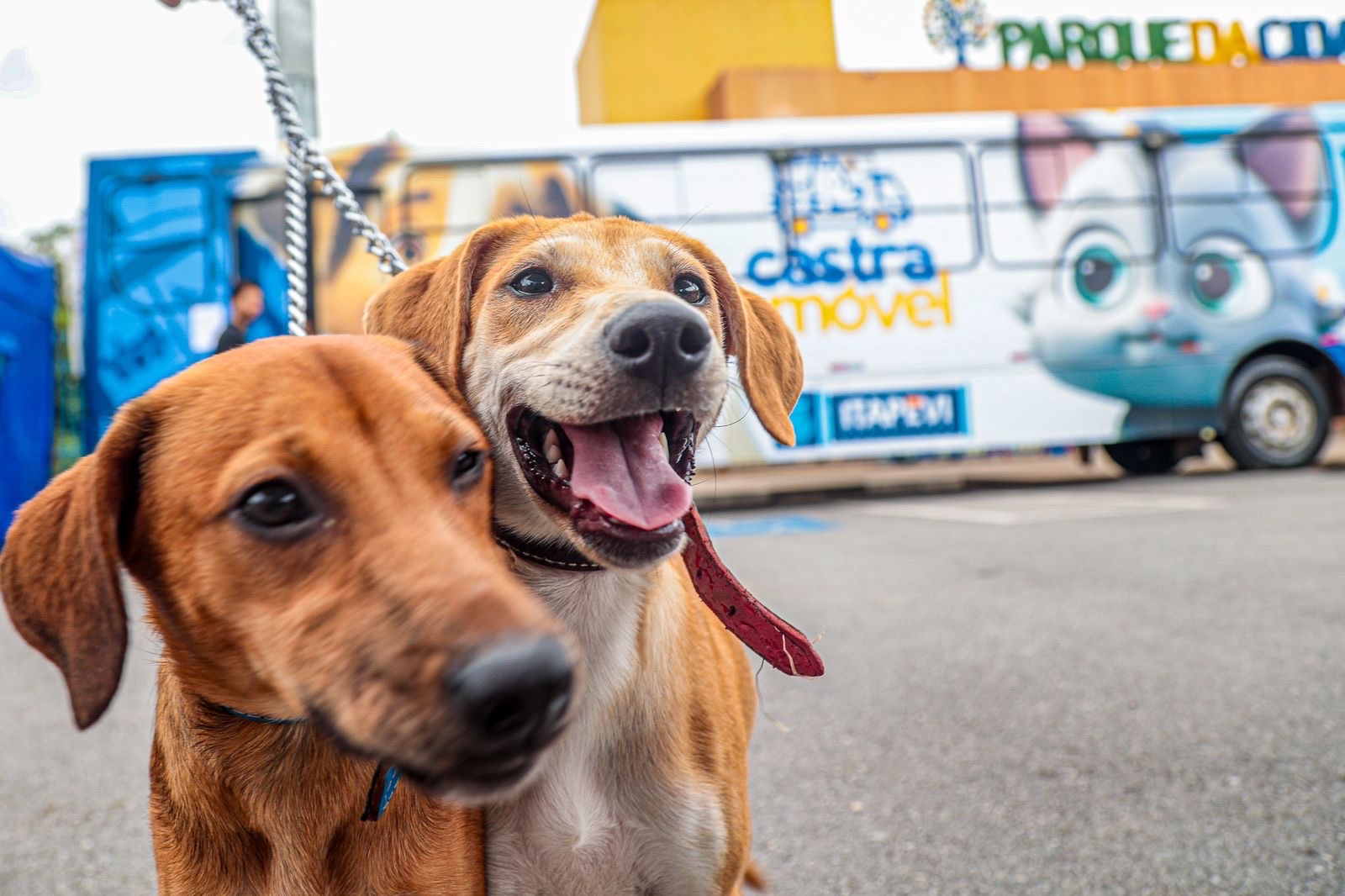 Prefeitura de Itapevi abre inscrições para Campanha de Castração Gratuita de Cães e Gatos