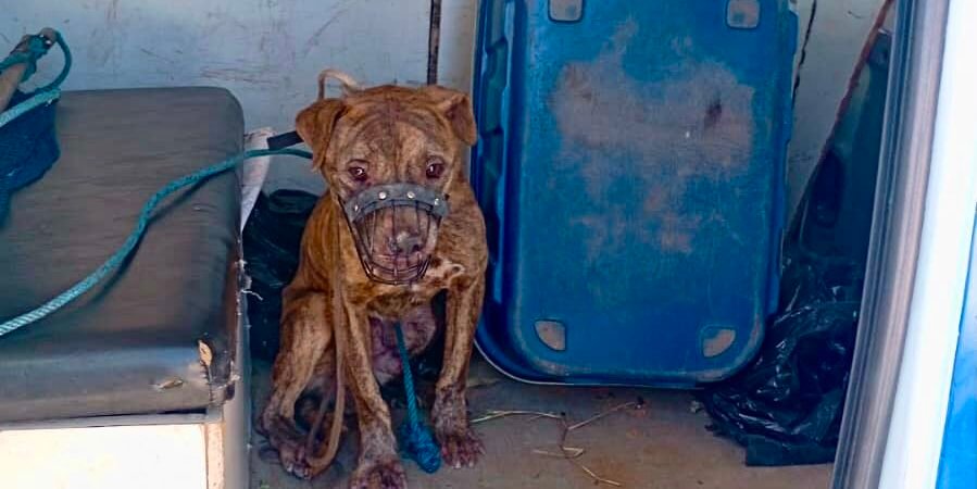 GUARDA MUNICIPAL RESGATA CÃO COM GRAVES SINAIS DE MAUS-TRATOS EM ITAPEVI