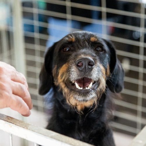 Prefeitura de Itapevi realiza Feira de Adoção de Cães e Gatos neste sábado (9)