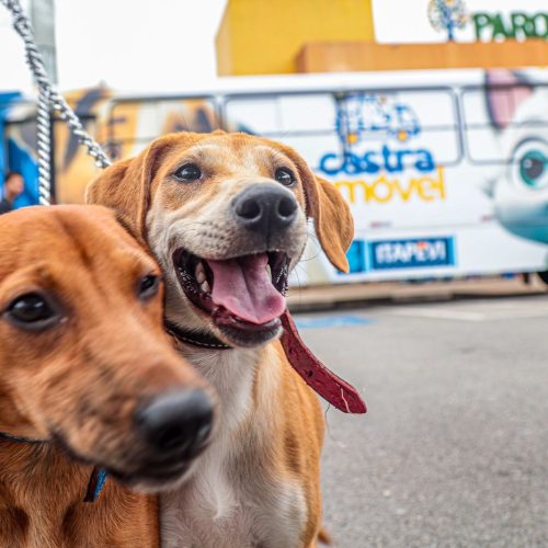 Prefeitura de Itapevi abre inscrições para Campanha de Castração Gratuita de Cães e Gatos